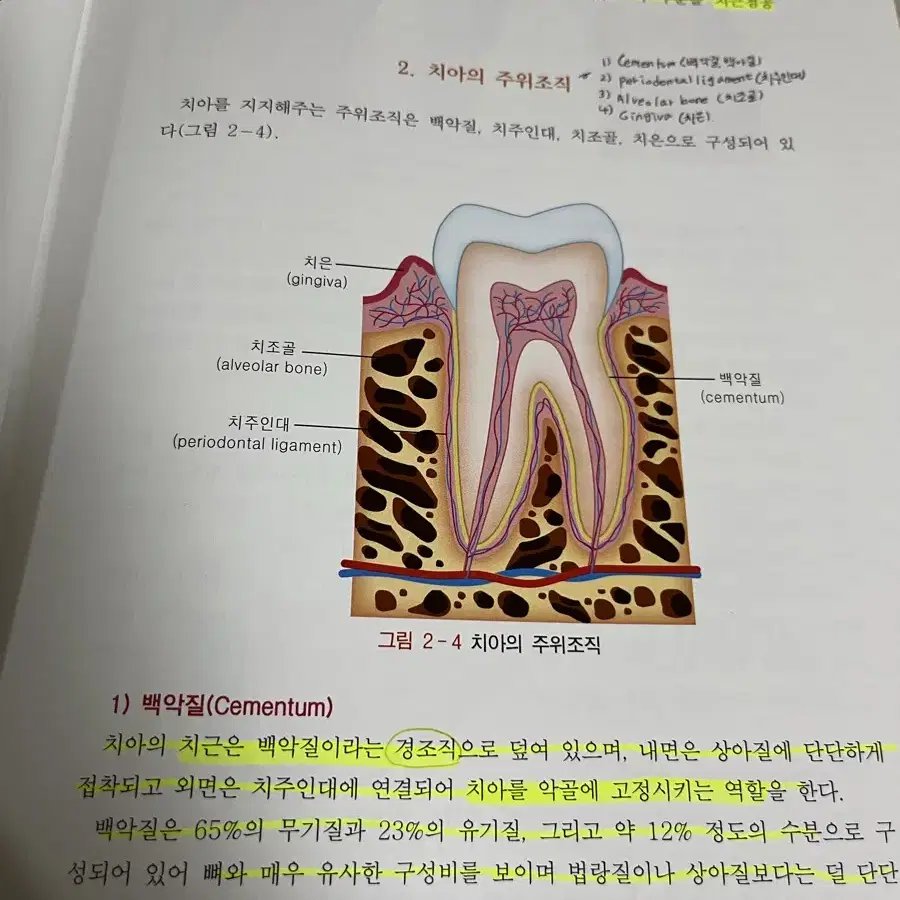 치아형태학 - 치위생 치과위생사 치위생학과