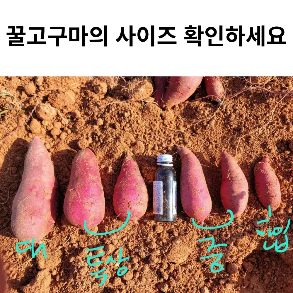 해남고구마 못난이 꿀고구마 10kg 특가