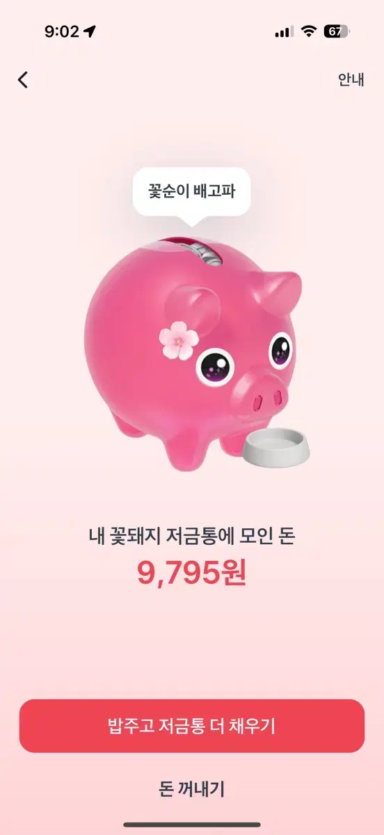 토스 꽃돼지 밥주기