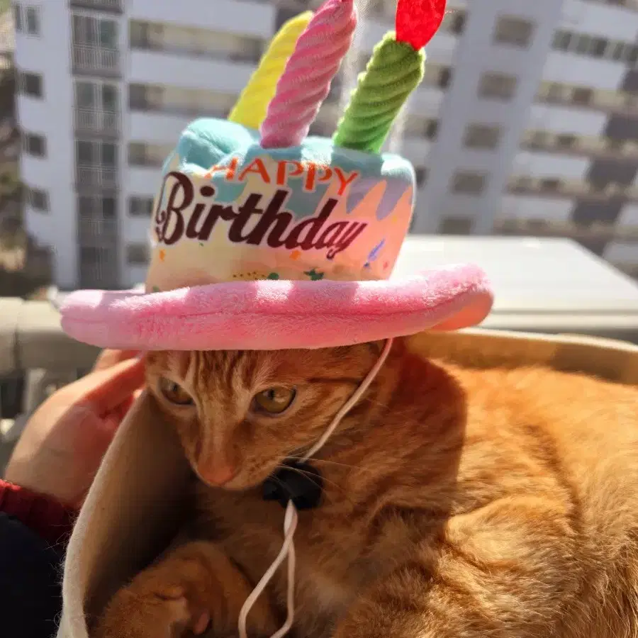 반려동물 강아지 고양이 생일파티 모자 바스락 장난감