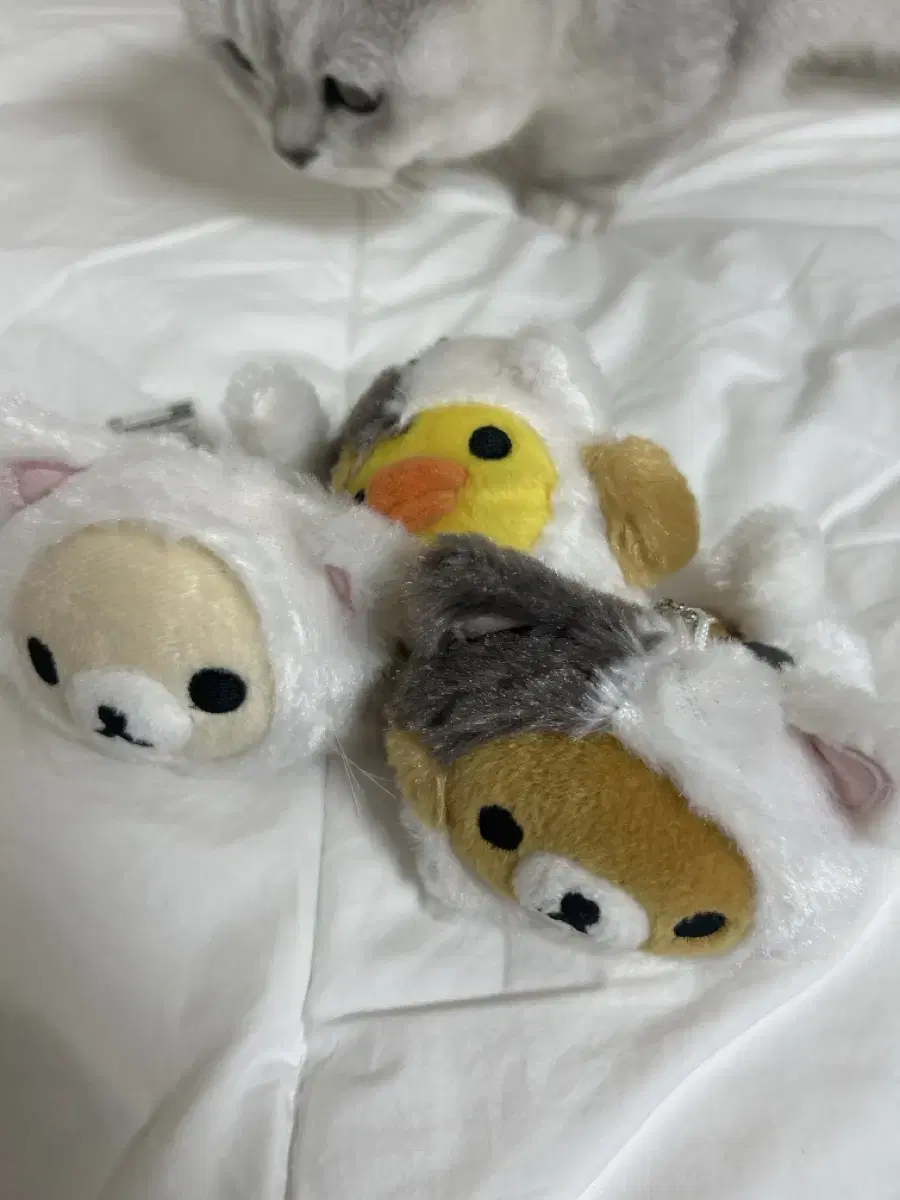 Bulk)! Neko Rilakkuma Neko Kiihuroitori