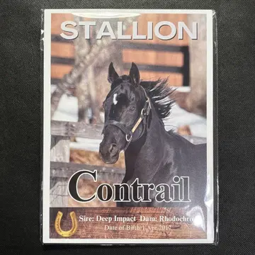 노던 호스 파크 콘트레일 패널 보드 경마