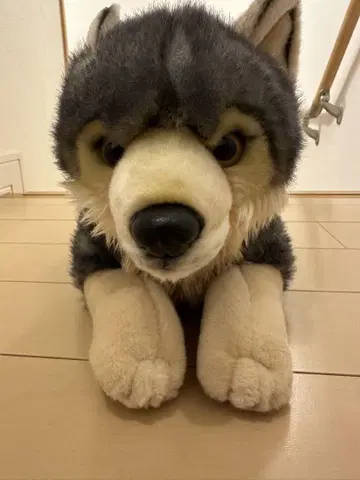 빅 사이즈 늑대 봉제 인형 동물원 약 50cm