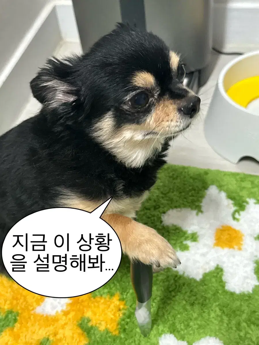 미개봉) 나히아&치이카와 미도리야 마스코트