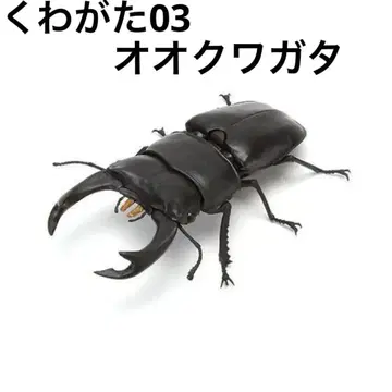 생물대도감 장수풍뎅이 03 큰장수풍뎅이 가챠 가샤폰