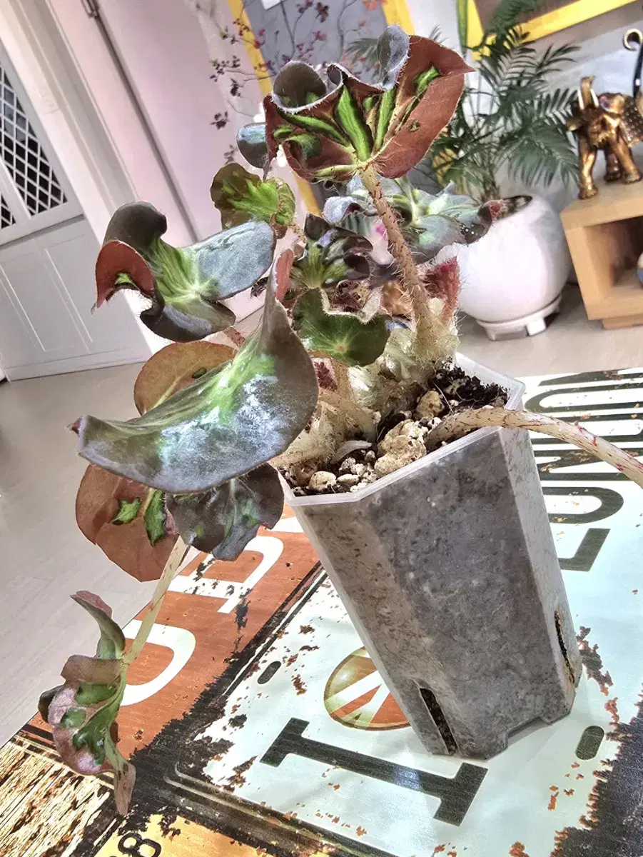 Cattledog Windows Begonia (Rare Plant)