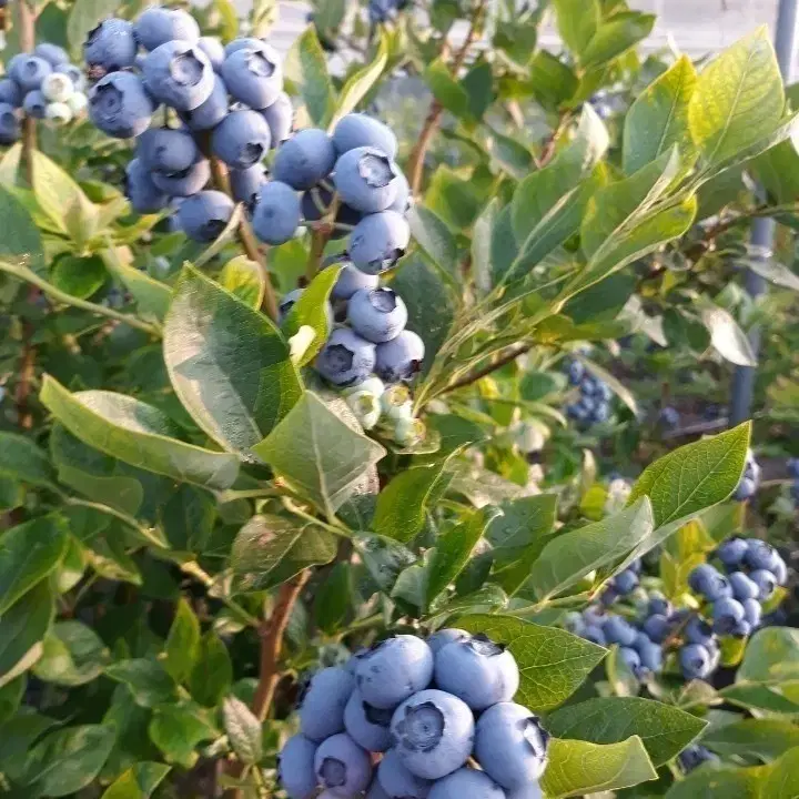 블루베리 생착즙
