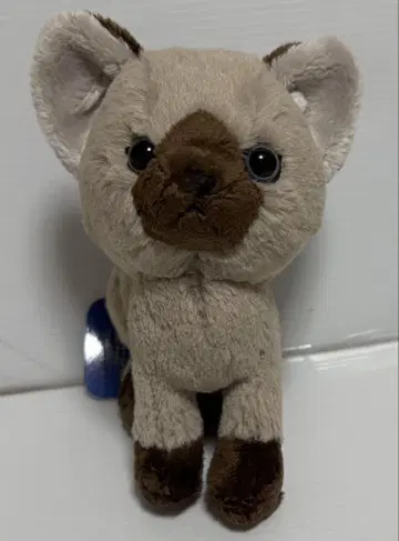 키톤 봉제 인형 S 샴 고양이 미사용품