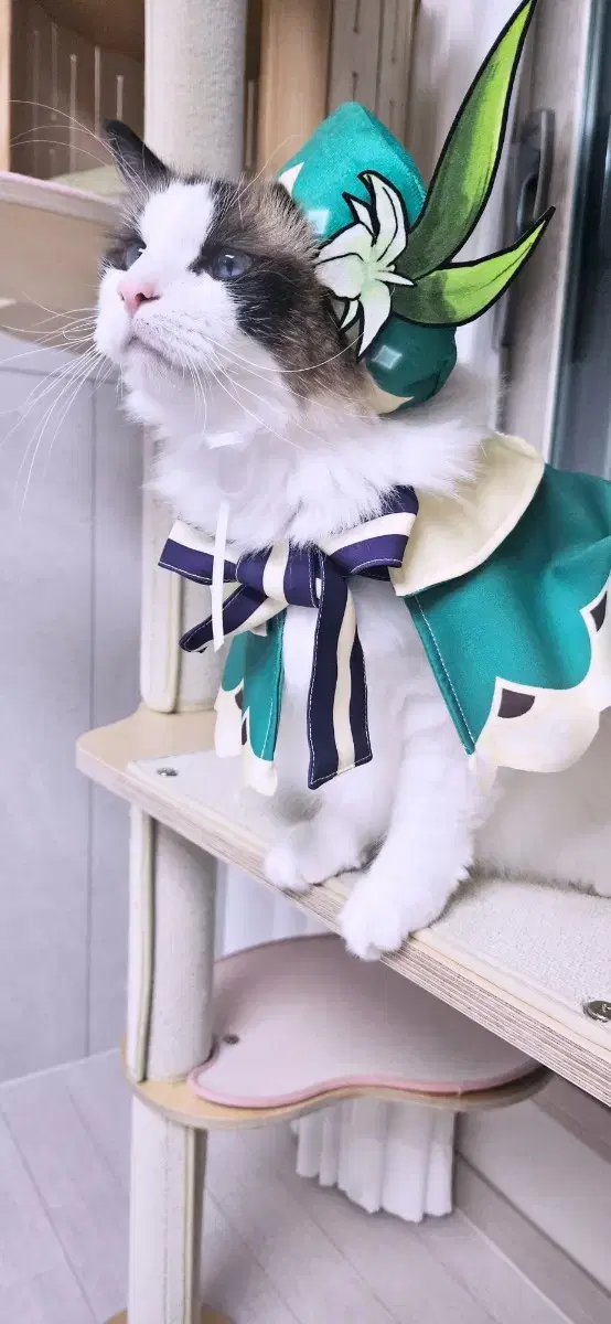 원신 벤티 고양이 옷 팝니다