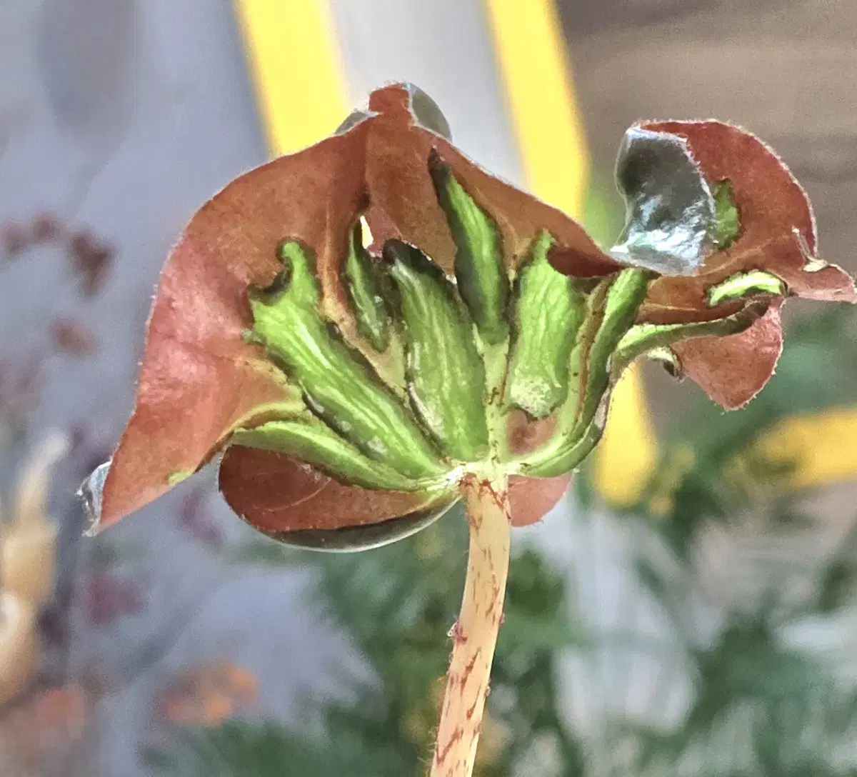 Cattledog Windows Begonia (Rare Plant)