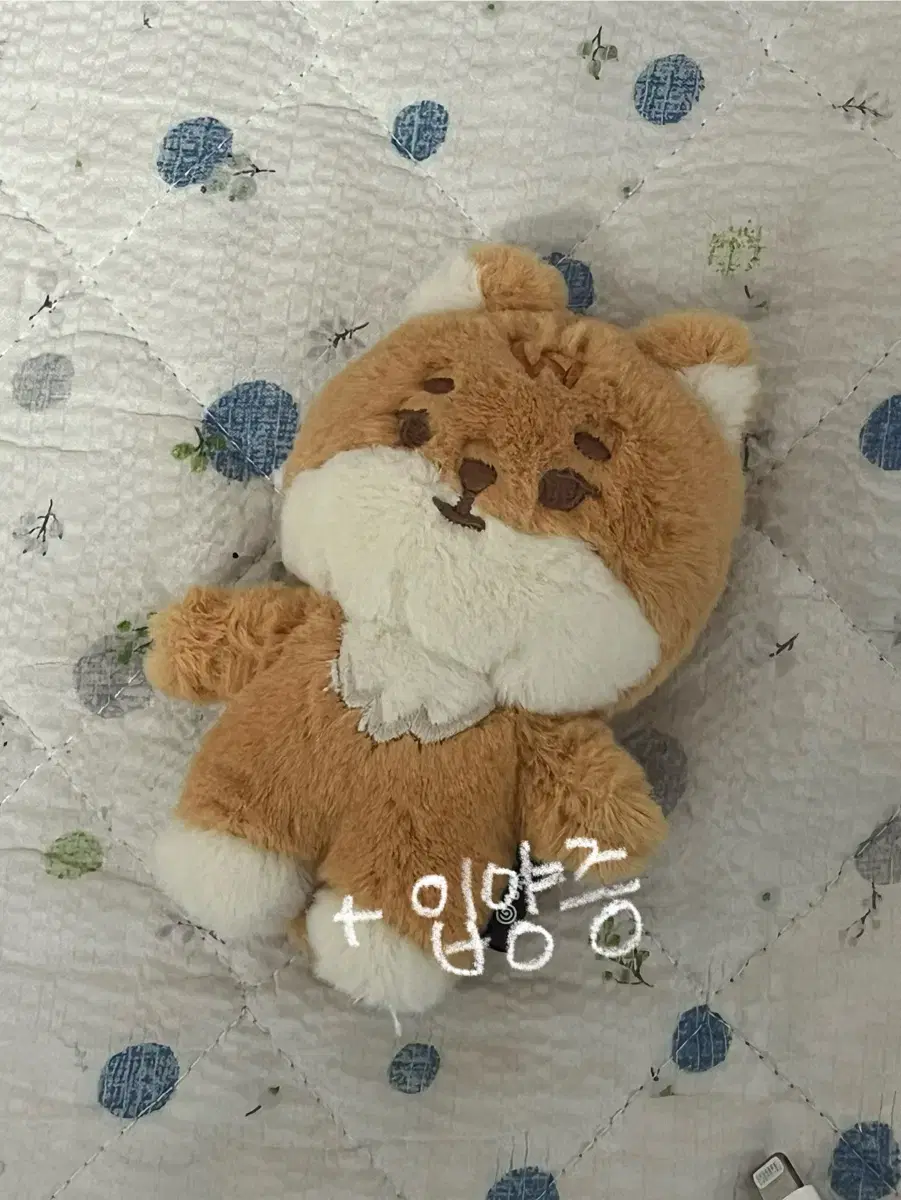 데이식스 데니멀즈 쁘띠멀즈 영케이 케