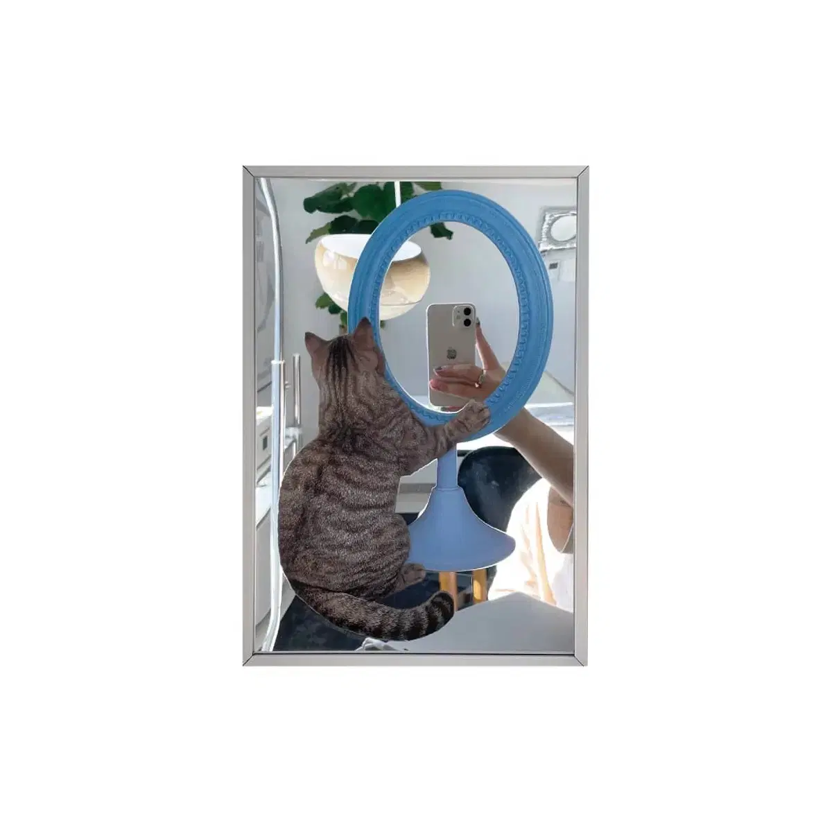 46month cat poster mirror 포식스먼스 고양이 거울