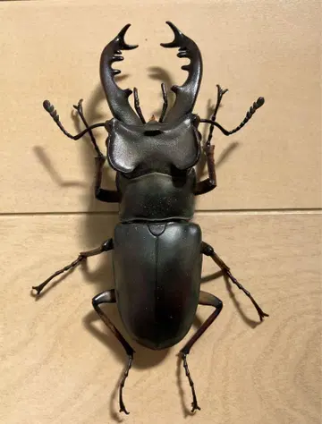 생물대도감 리페인트 사슴벌레