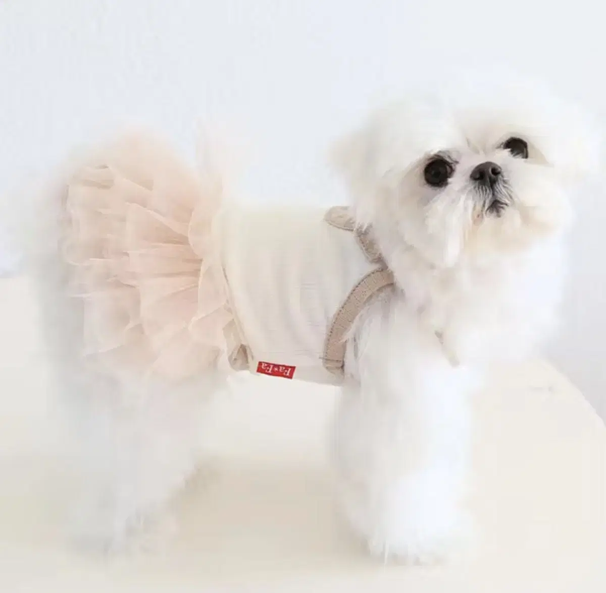 Dog clothes Pretty ONEPIECE +T-shirt