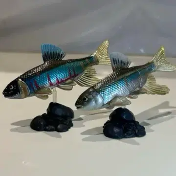 카이요도 초코큐 일본 동물 컬렉션 오이카와 결혼색 & 비번식기