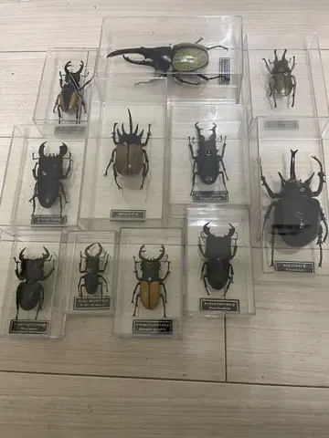 데아고스티니 실물 크기 피규어 세계의 곤충 사슴벌레 세트