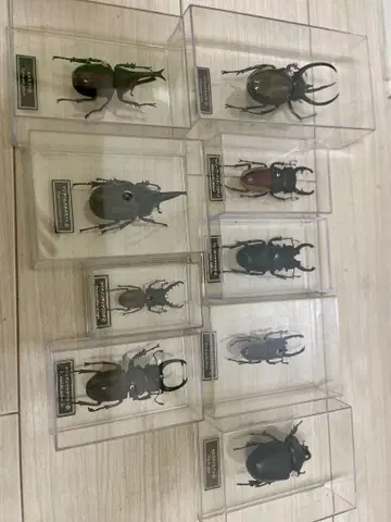 데아고스티니 실물 크기 피규어 세계의 곤충 사슴벌레 세트