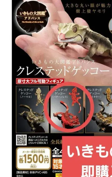 생물대도감 어드밴스 크레스티드 게코 패턴리스 레어