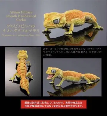익명 생물대도감 어드밴스 알비노 피르바나메하다타마오 도마뱀 가챠