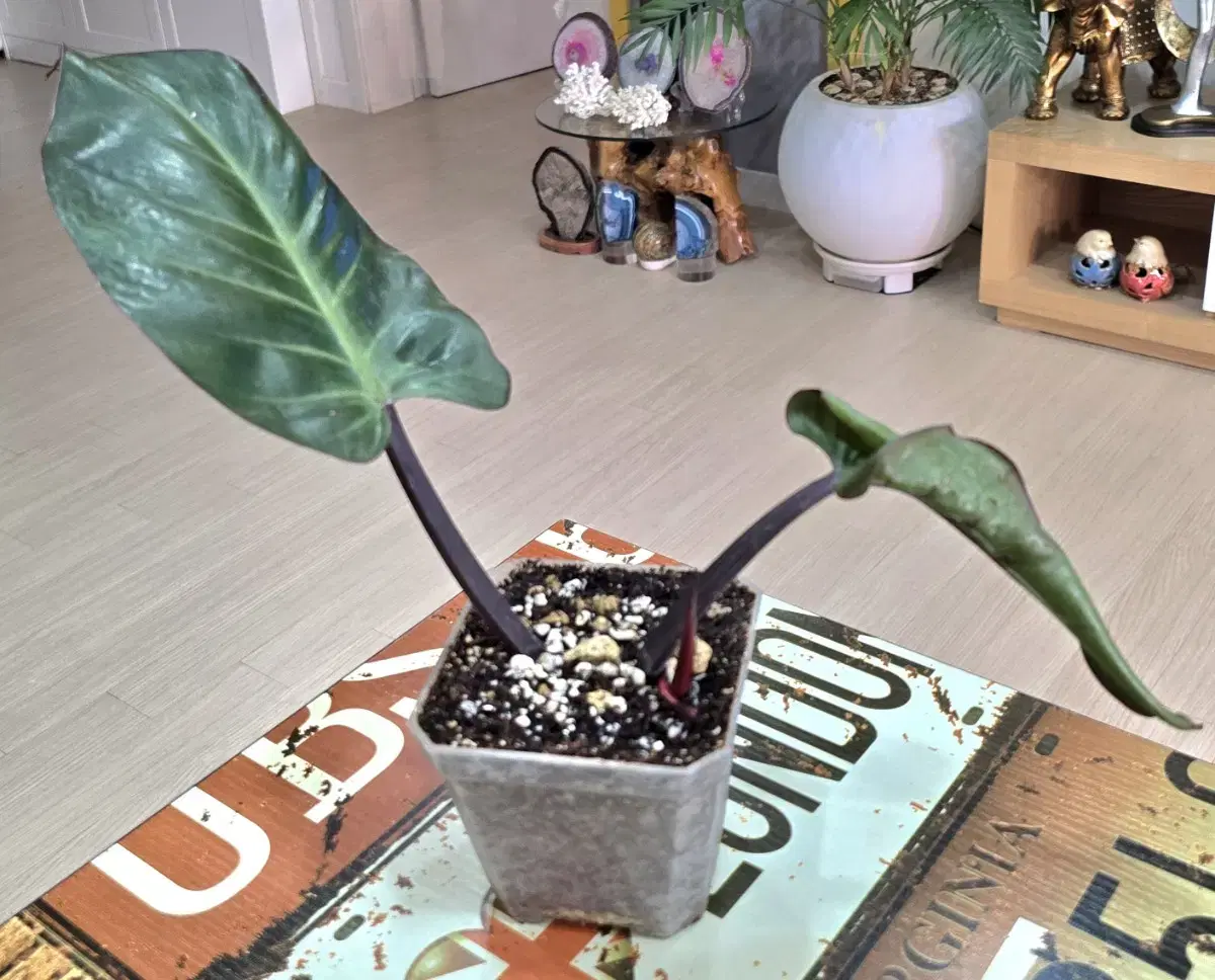 Philodendron Imperial Yellow Frame