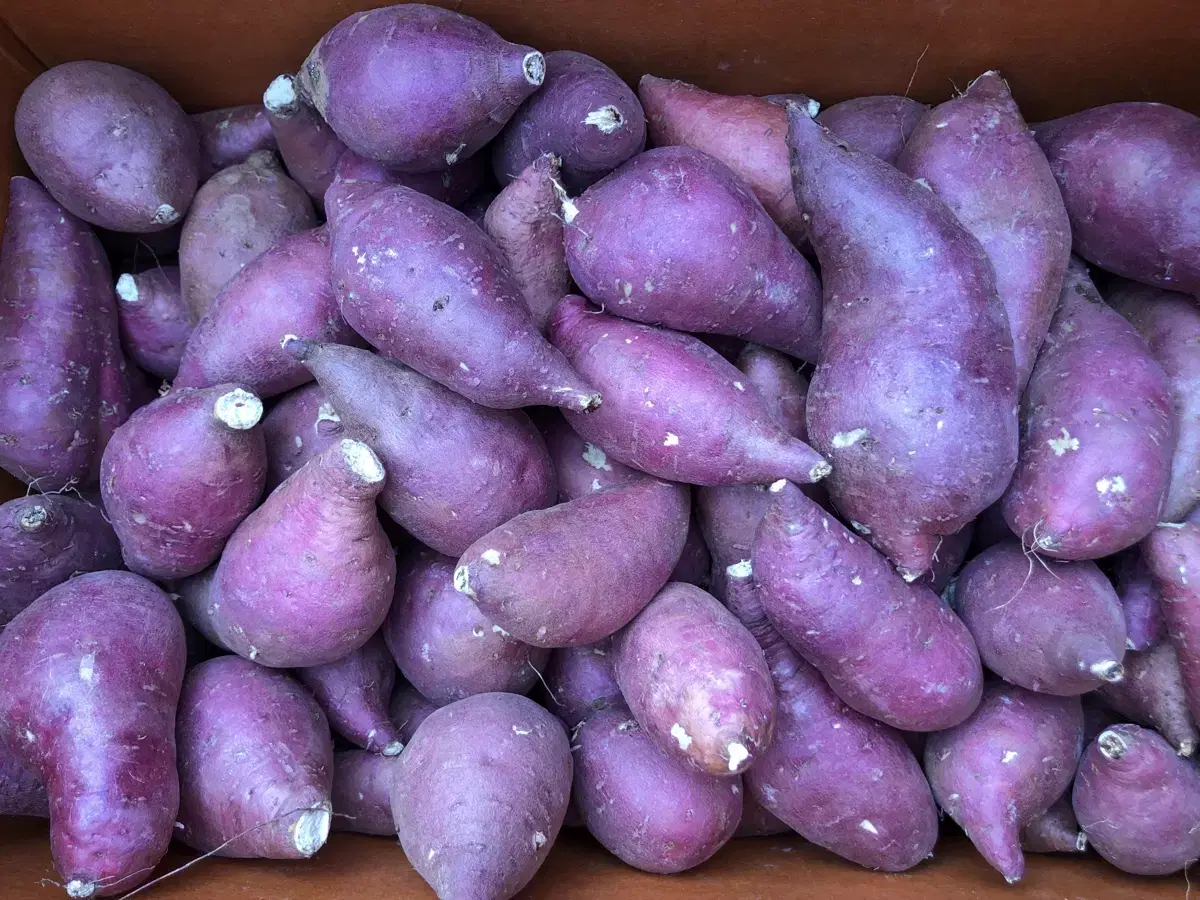 여주꿀고구마(10kg) 1박스