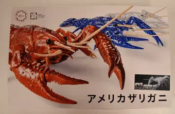 후지미 자유 연구 생물편 미국 가재(투명)