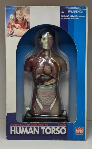 EDU-TOYS 인체 해부 모형 키트