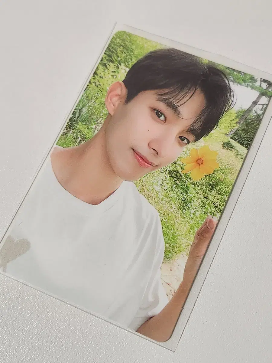 세븐틴 소셜클럽 도겸 포카 꽃도겸