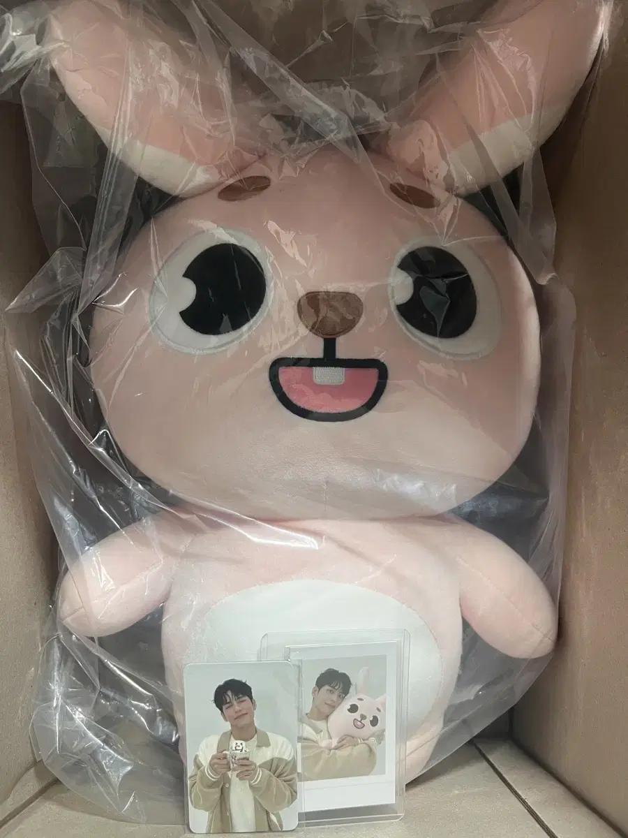 데이식스 데니멀즈 자이언트 필끼 원필 인형 폴라 포카 양도
