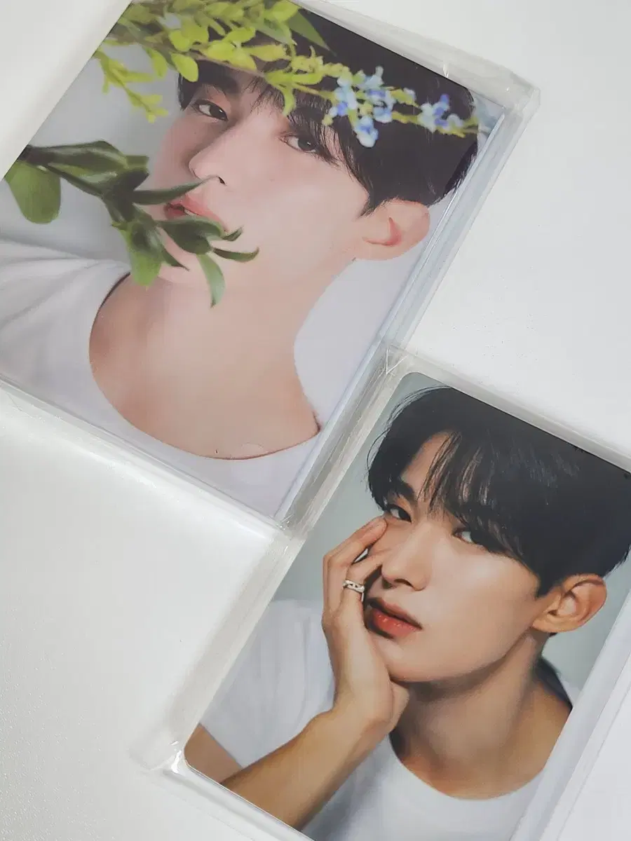 세븐틴 베스트앨범 디어 캐럿반 도겸