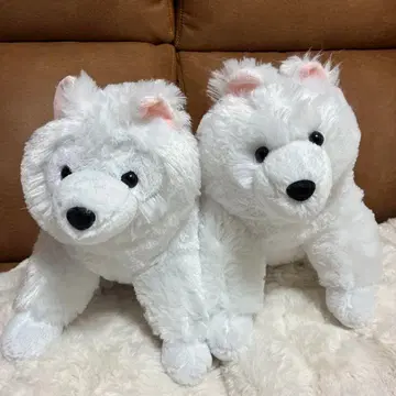 최종 가격 인하, 푹신한 사모예드, 건강, 미사용 새상품, 사모예드