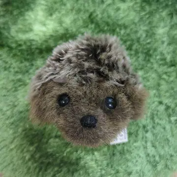 코센 모헤어 고슴도치