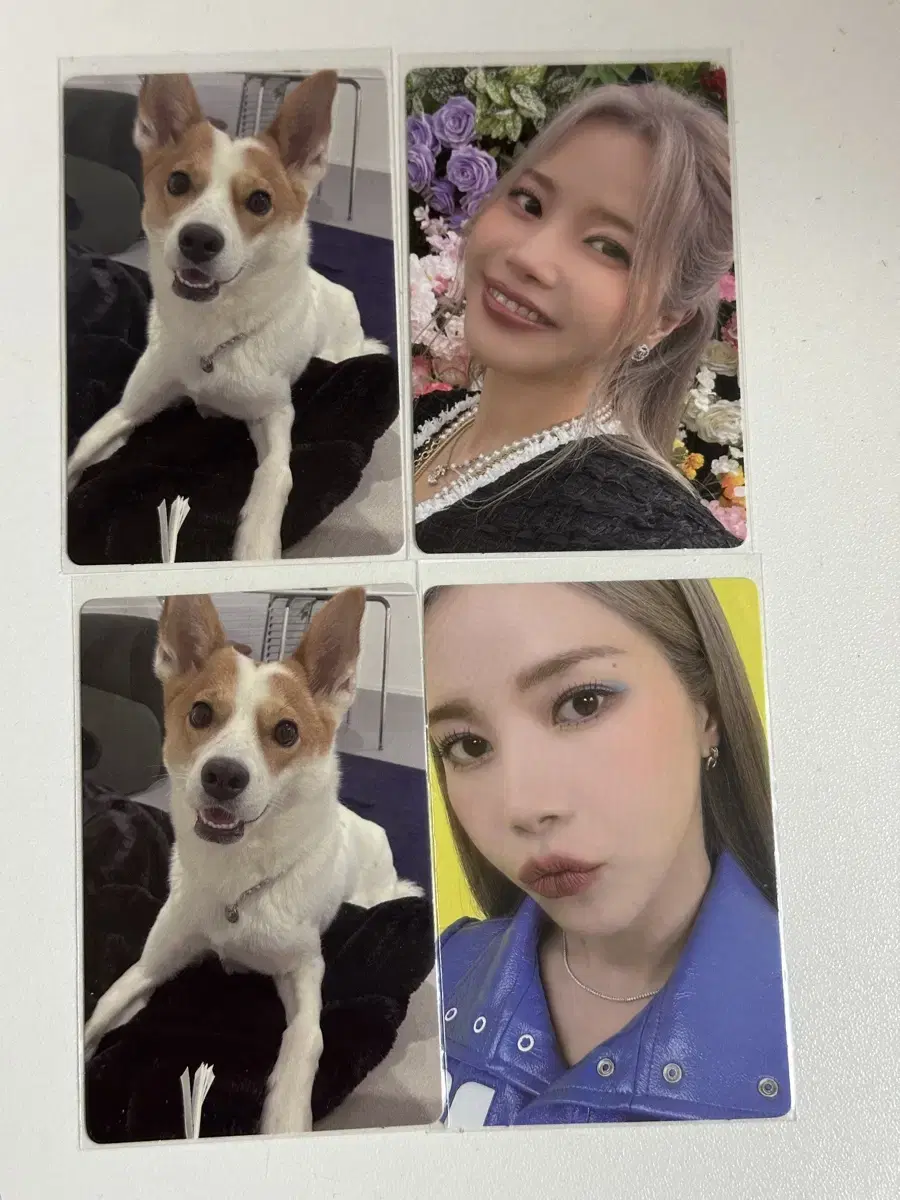 MAMAMOO Plus Dog album poca Sell