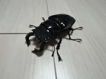 생물대도감 장수풍뎅이 04 타란툴라스 오오타야쿠사슴벌레
