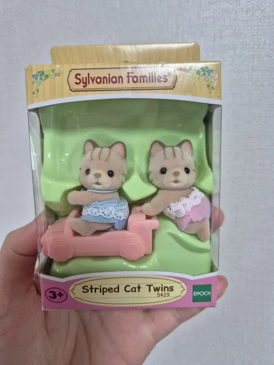 실바니안 줄무늬고양이 쌍둥이