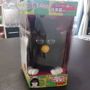 초대 퍼비 블랙