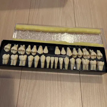 닛신 2배 큰 이빨 모형