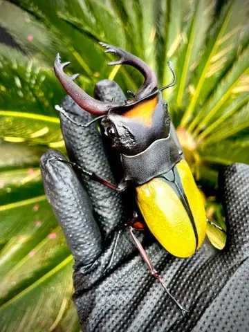 리페인트 생물대도감 장수풍뎅이 09 라코다르 광택 사슴벌레