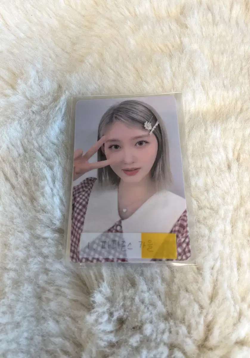 아이브 파파존스 가을 포카