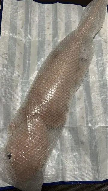 와쿠데카 봉제 인형 진귀한 동물 포획 시리즈 교 다이아 도마뱀