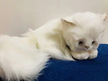 오이케 봉제 인형 페르시아 고양이 레트로 OIKE 그린 아이 캣 하우스