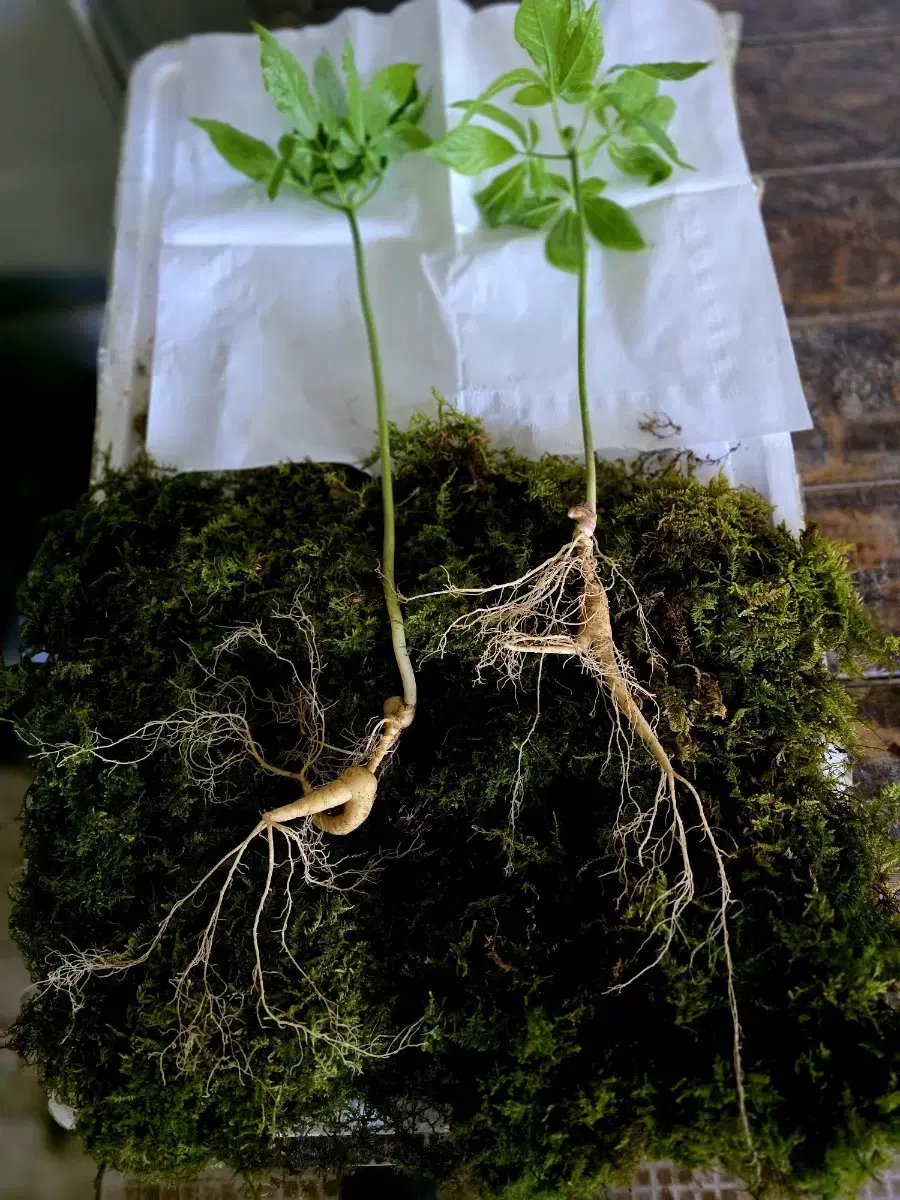 Jirisan Wild Ginseng Sprout 5 pieces 13-15 years old 2 roots 300,000 won
