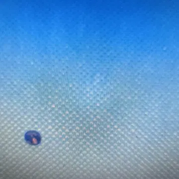 아이올라이트 선스톤 루스 오벌