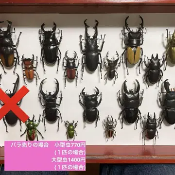 데아고스티니 세계의 곤충 사슴벌레 17마리 세트