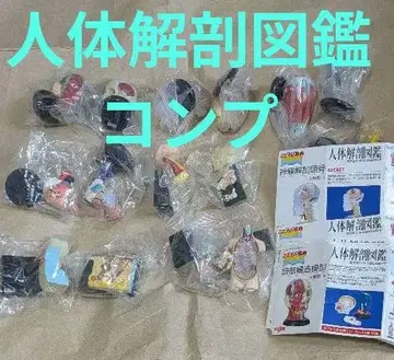 어린이 백과사전 인체 해부 도감 시크릿 포함 15종 Yujin 유진