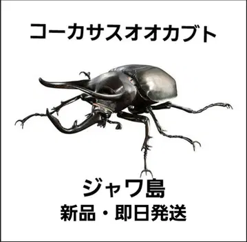 생물대도감 어드밴스 코카서스 오오카부토 자와 섬