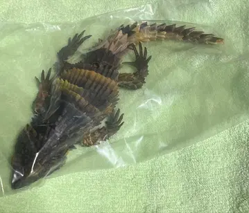 생물대도감 어드밴스 SELECTED EDITION 아르마딜로 도마뱀