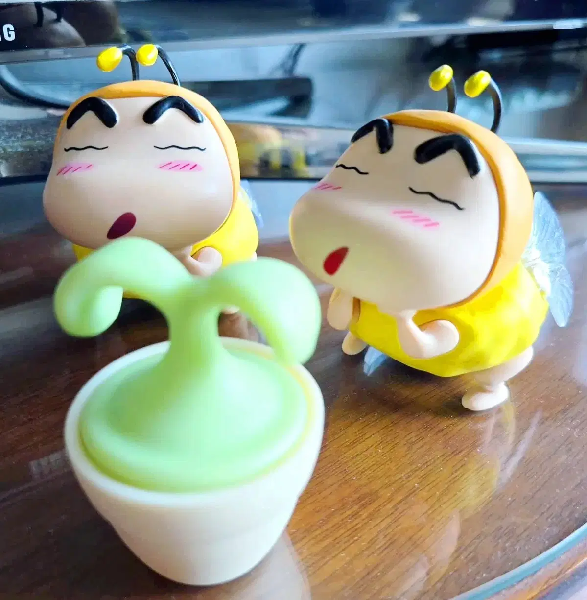 꿀벌 짱구 판매합니다.