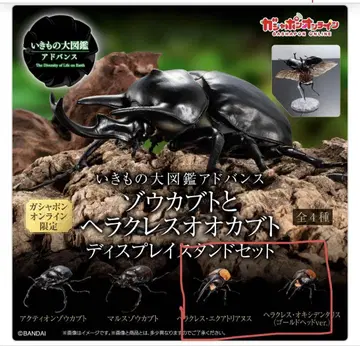 생물대도감 어드밴스 헤라클레스 2종 에쿠아토리안스 옥시덴타리스