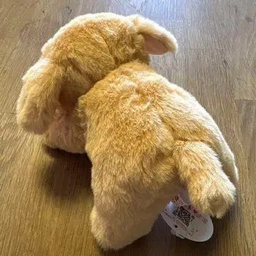 골든 리트리버 모미지노 코도모